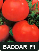 tomate baddar f1