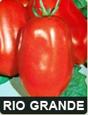 tomato riogrande